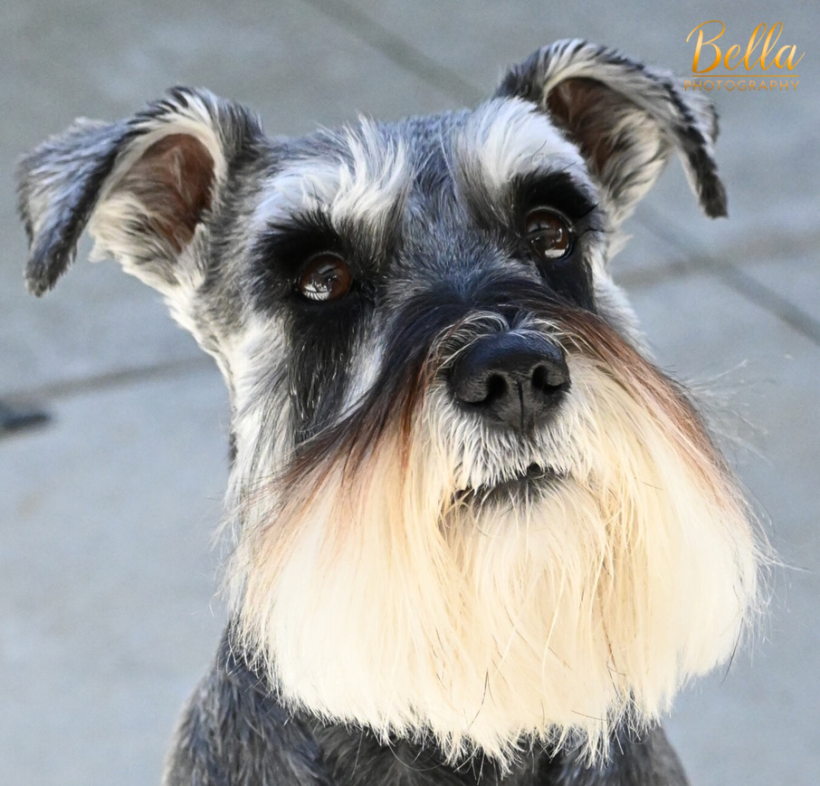 Pippa outdoor moment